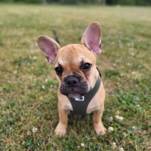 Fawn frenchie puppy for sale