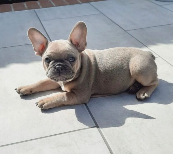 affordable frenchies for sale