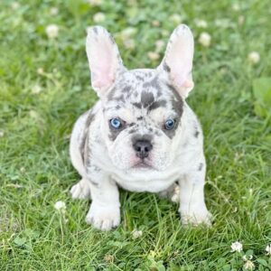 blue merle frenchie for sale near me