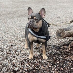 Affordable Frenchie Stud For Sale