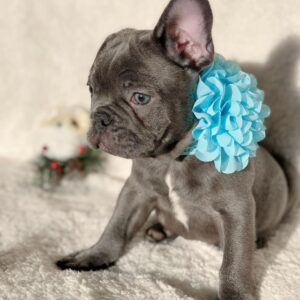 male frenchies for sale
