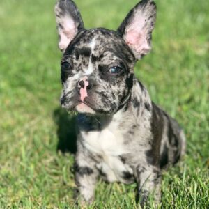 marle french bulldog for sale